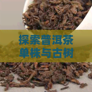 探索普洱茶单株与古树之间的独特区别：一场茶文化的深度解读