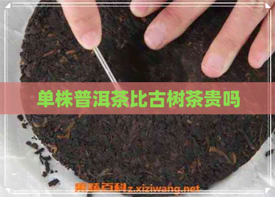 单株普洱茶比古树茶贵吗