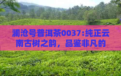澜沧号普洱茶0037:纯正云南古树之韵，品鉴非凡的茶文化魅力