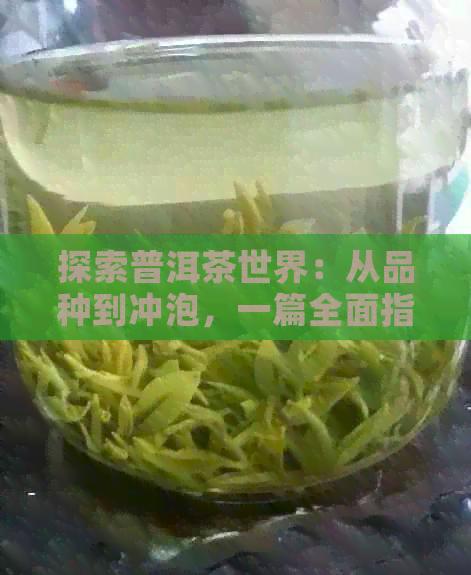 探索普洱茶世界：从品种到冲泡，一篇全面指南解答所有疑问