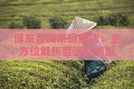 博友普洱茶旗舰店：全方位解析普洱茶知识、品种与品质，助您选购优质普洱茶