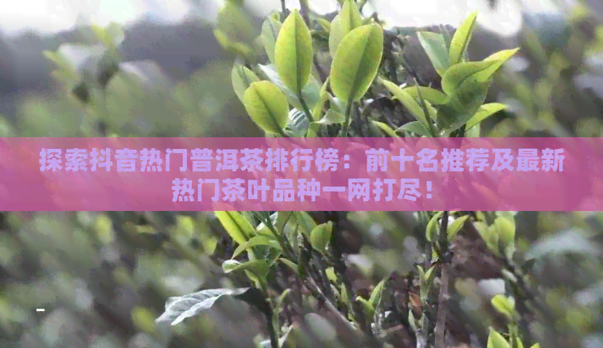 探索抖音热门普洱茶排行榜：前十名推荐及最新热门茶叶品种一网打尽！