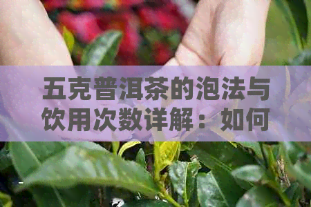 五克普洱茶的泡法与饮用次数详解：如何充分享受每一次品茗体验