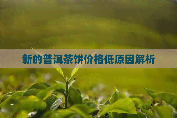 新的普洱茶饼价格低原因解析