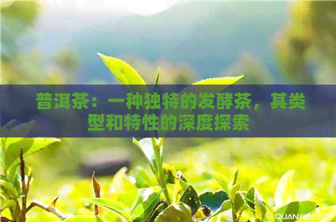  普洱茶：一种独特的发酵茶，其类型和特性的深度探索