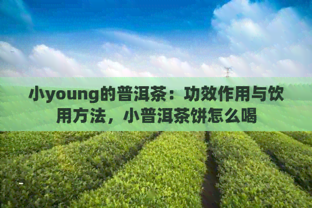 小young的普洱茶：功效作用与饮用方法，小普洱茶饼怎么喝