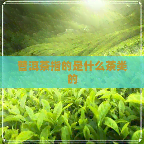 普洱茶指的是什么茶类的