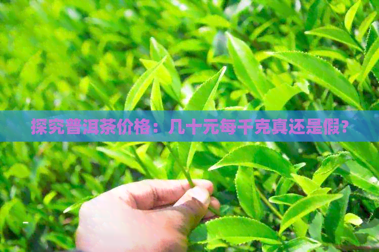 探究普洱茶价格：几十元每千克真还是假？