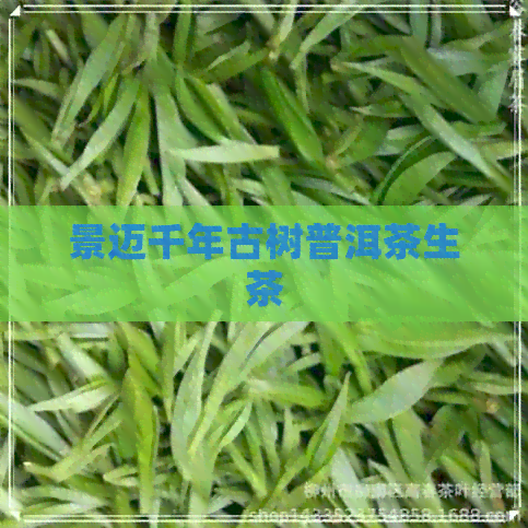 景迈千年古树普洱茶生茶