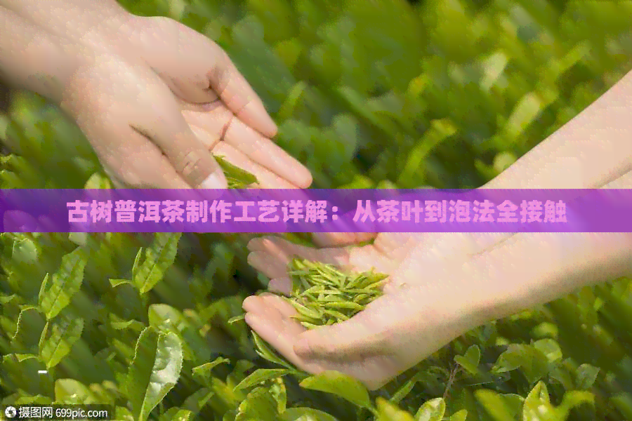 古树普洱茶制作工艺详解：从茶叶到泡法全接触