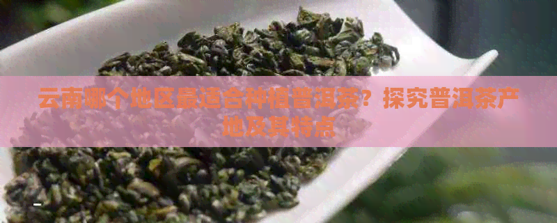 云南哪个地区最适合种植普洱茶？探究普洱茶产地及其特点