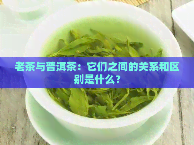 老茶与普洱茶：它们之间的关系和区别是什么？