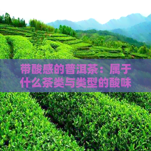 带酸感的普洱茶：属于什么茶类与类型的酸味茶叶介绍