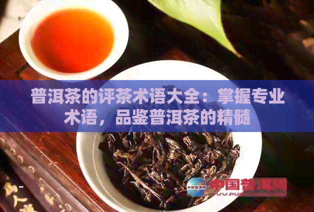 普洱茶的评茶术语大全：掌握专业术语，品鉴普洱茶的精髓