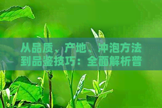 从品质、产地、冲泡方法到品鉴技巧：全面解析普洱茶的各类问题与答案