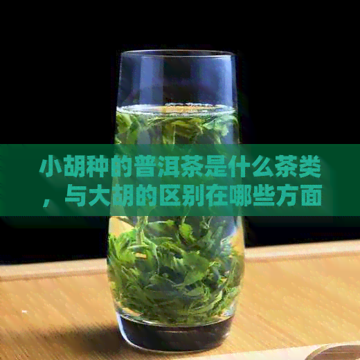 小胡种的普洱茶是什么茶类，与大胡的区别在哪些方面？