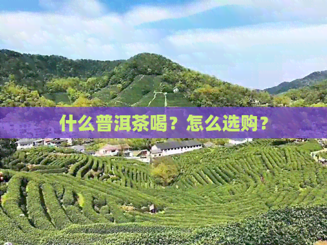 什么普洱茶喝？怎么选购？