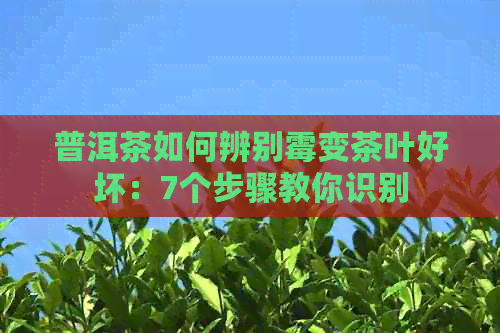 普洱茶如何辨别霉变茶叶好坏：7个步骤教你识别