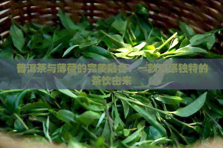 普洱茶与薄荷的完美融合：一款口感独特的茶饮由来