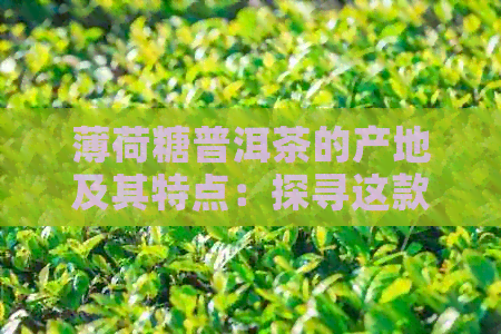 薄荷糖普洱茶的产地及其特点：探寻这款独特茶叶的来龙去脉