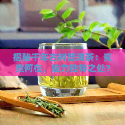 揭秘千年古树普洱茶：究竟何在，魅力独特之处？