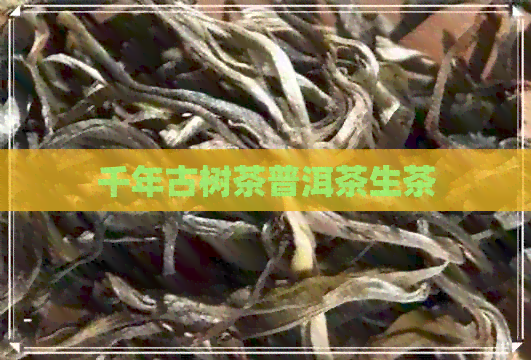 千年古树茶普洱茶生茶