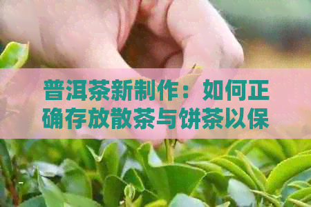 普洱茶新制作：如何正确存放散茶与饼茶以保持其口感？