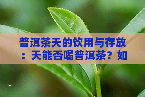 普洱茶天的饮用与存放：天能否喝普洱茶？如何存放？需要放冰箱吗？