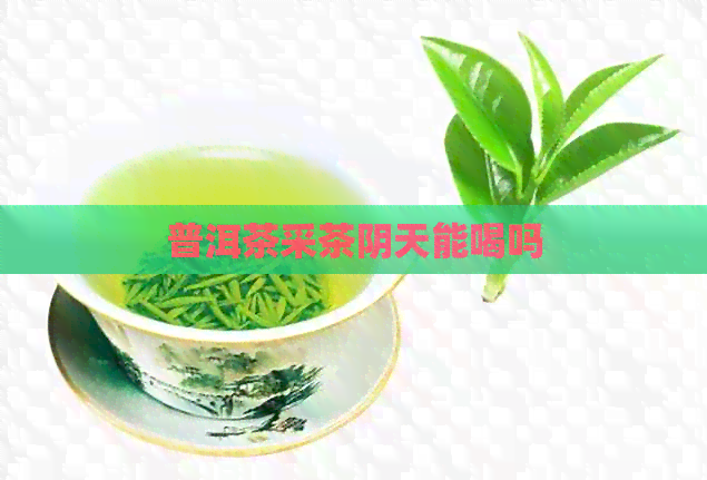 普洱茶采茶阴天能喝吗