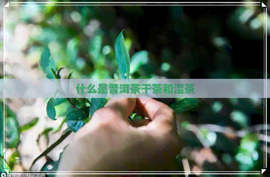 什么是普洱茶干茶和湿茶