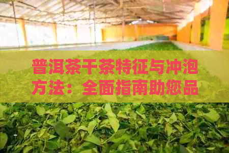 普洱茶干茶特征与冲泡方法：全面指南助您品鉴和冲泡优质普洱茶