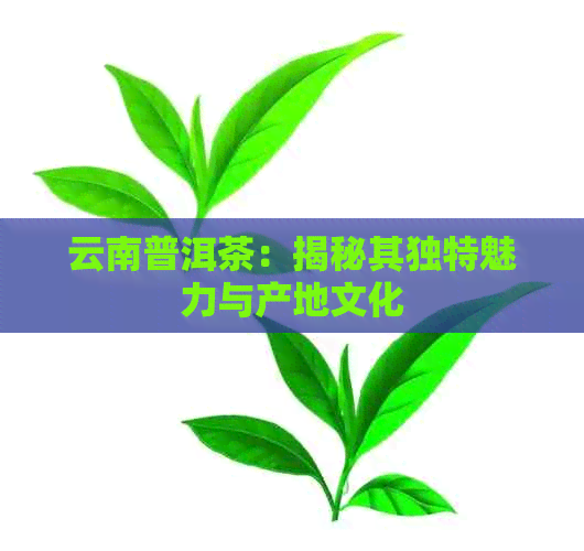 云南普洱茶：揭秘其独特魅力与产地文化