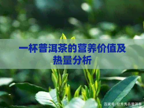 一杯普洱茶的营养价值及热量分析