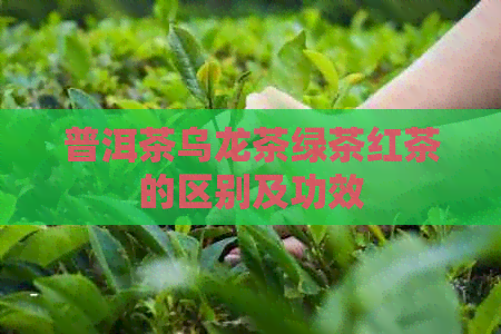 普洱茶乌龙茶绿茶红茶的区别及功效