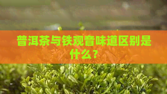 普洱茶与铁观音味道区别是什么？