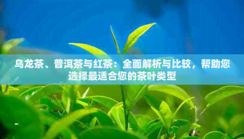 乌龙茶、普洱茶与红茶：全面解析与比较，帮助您选择最适合您的茶叶类型