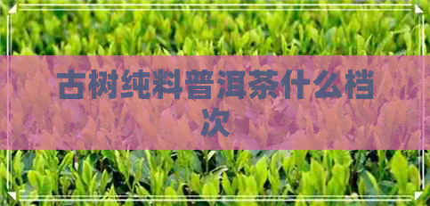 古树纯料普洱茶什么档次