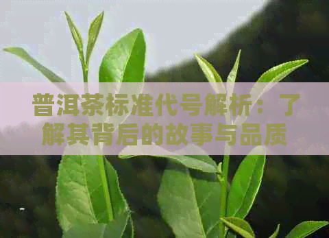 普洱茶标准代号解析：了解其背后的故事与品质等级