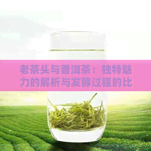 老茶头与普洱茶：独特魅力的解析与发酵过程的比较