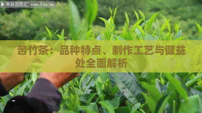 苦竹茶：品种特点、制作工艺与健益处全面解析