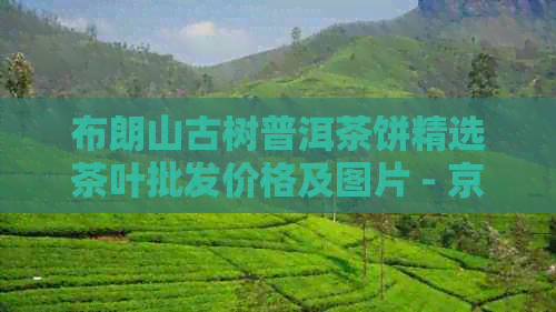 布朗山古树普洱茶饼精选茶叶批发价格及图片 - 京东电商平台