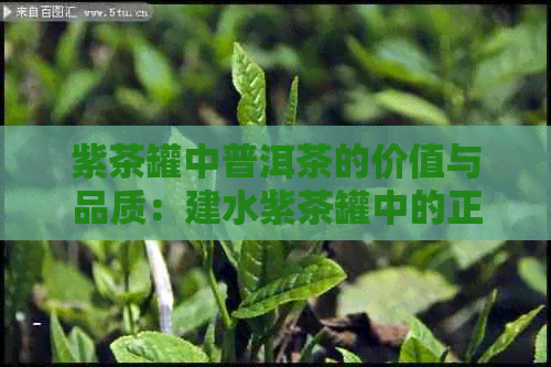 紫茶罐中普洱茶的价值与品质：建水紫茶罐中的正品普洱茶叶价格探讨