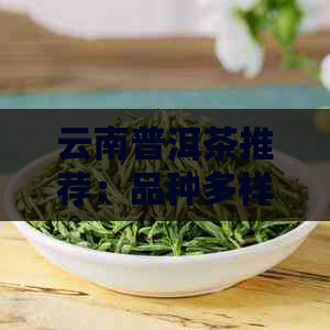 云南普洱茶推荐：品种多样，品质越，选哪款好？哪个牌子更值得信？