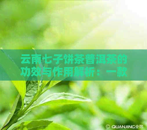 云南七子饼茶普洱茶的功效与作用解析：一款健饮品的熟茶魅力