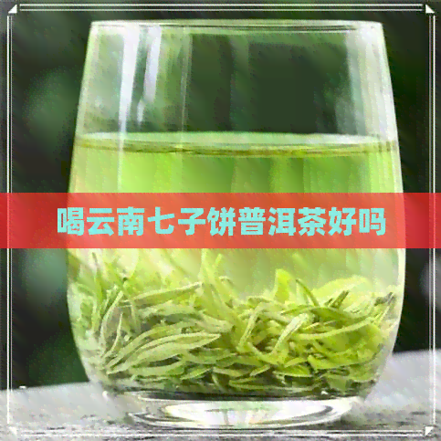 喝云南七子饼普洱茶好吗