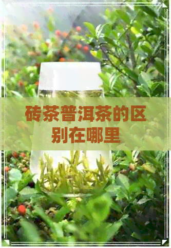 砖茶普洱茶的区别在哪里