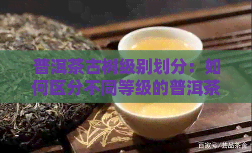 普洱茶古树级别划分：如何区分不同等级的普洱茶？