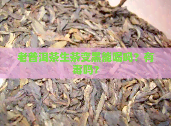 老普洱茶生茶变黑能喝吗？有吗？