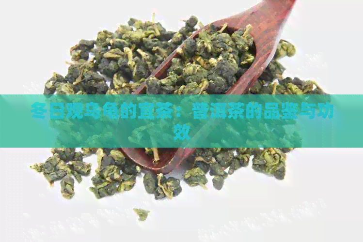 冬日观乌龟的宜茶：普洱茶的品鉴与功效