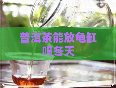 普洱茶能放龟缸吗冬天